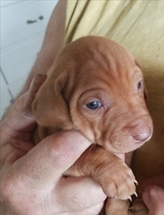 Vizsla Puppy for sale in HALE CENTER, TX, USA