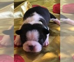 Small Photo #2 Boston Terrier Puppy For Sale in CORPUS CHRISTI, TX, USA