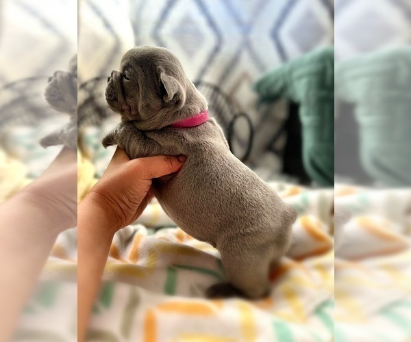 Medium Photo #3 French Bulldog Puppy For Sale in OJAI, CA, USA