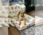 Small Black Mouth Cur-Labrador Retriever Mix