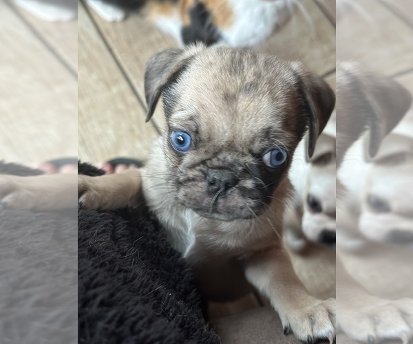 Medium Photo #1 Pug Puppy For Sale in SPRING MILLS, PA, USA