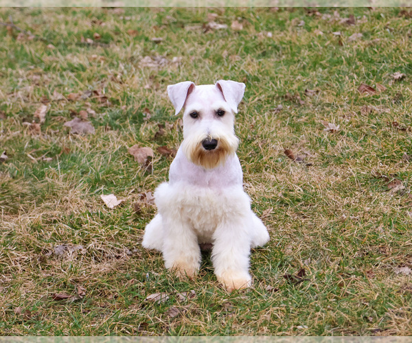 Medium Photo #4 Schnauzer (Miniature) Puppy For Sale in SYRACUSE, IN, USA