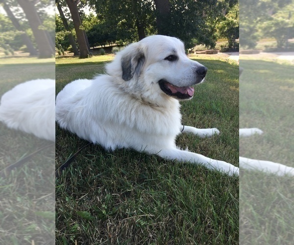 Medium Photo #1 Great Pyrenees Puppy For Sale in SPOONER, WI, USA