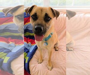 Black Mouth Cur-Unknown Mix Dogs for adoption in Rockaway, NJ, USA