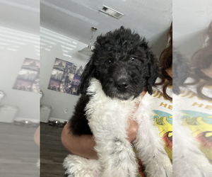 Bernedoodle (Miniature) Puppy for sale in ROSWELL, GA, USA