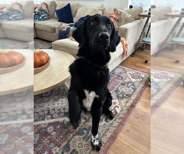 Medium Photo #1 Labrador Retriever-Unknown Mix Puppy For Sale in San Antonio, TX, USA