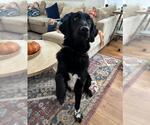 Small Labrador Retriever Mix