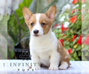 Pembroke Welsh Corgi Puppy for sale in EAST EARL, PA, USA