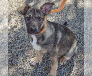 Greg - Male German Shepherd Dog-Mountain Cur Mix Dog for Adoption - Photo #2