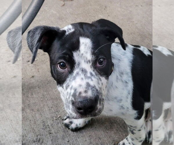 Medium Photo #1 American Pit Bull Terrier-Unknown Mix Puppy For Sale in New London, WI, USA