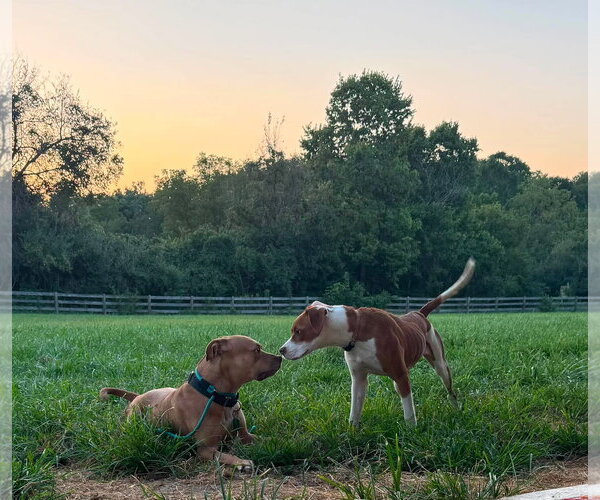 Medium Photo #2 American Pit Bull Terrier-Unknown Mix Puppy For Sale in Germantown, OH, USA