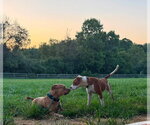 Small #1 American Pit Bull Terrier Mix