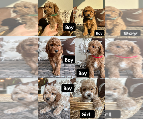 Medium Photo #1 Goldendoodle (Miniature) Puppy For Sale in SNOHOMISH, WA, USA