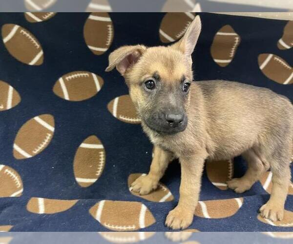 Medium Photo #1 German Shepherd Dog-Unknown Mix Puppy For Sale in HESPERIA, CA, USA