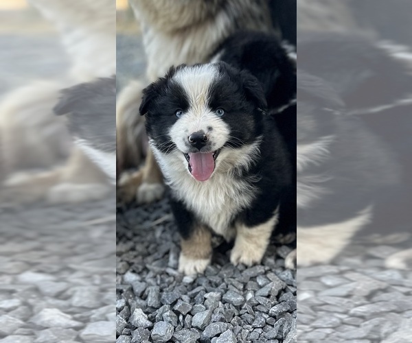 Medium Photo #1 Miniature Australian Shepherd Puppy For Sale in SNEEDVILLE, TN, USA
