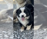 Puppy Puppy 2 Miniature Australian Shepherd