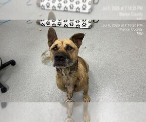 German Shepherd Dog-Unknown Mix Dogs for adoption in Ocala, FL, USA