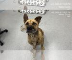 Small German Shepherd Dog Mix
