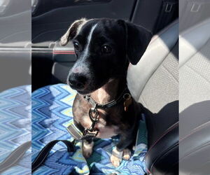 Dachshund-Unknown Mix Dogs for adoption in bloomington, IL, USA
