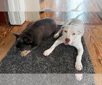 Small #18 Labrador Retriever Mix
