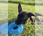 Small #1 Mutt