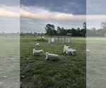 Small #4 Great Pyrenees