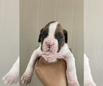 Small Photo #36 Boxer Puppy For Sale in LUCERNE VALLEY, CA, USA