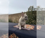 Small Photo #3 French Bulldog Puppy For Sale in LANCASTER, CA, USA