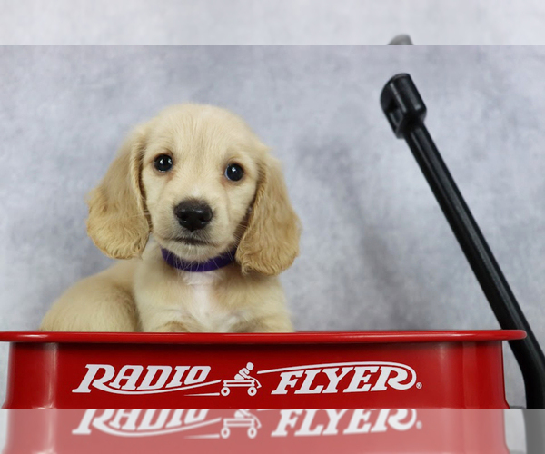 Medium Photo #6 Dachshund Puppy For Sale in BRADFORD, TN, USA