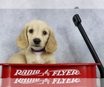 Small Photo #6 Dachshund Puppy For Sale in BRADFORD, TN, USA
