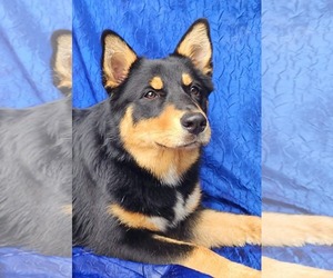 Aussie Siberian Dogs for adoption in Cuba, NY, USA