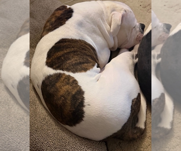 Medium Photo #19 American Bulldog Puppy For Sale in INDEPENDENCE, MO, USA