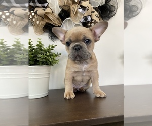 French Bulldog Puppy for sale in ORANGE, CA, USA