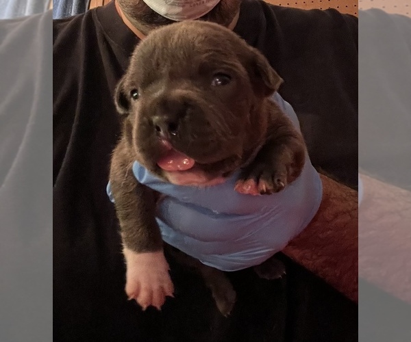 Medium Photo #4 American Bully Puppy For Sale in WALLINGFORD, CT, USA