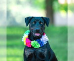 Small Labrador Retriever Mix