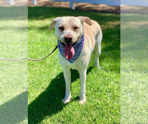 Medium Photo #14 Labrador Retriever-Unknown Mix Puppy For Sale in Dana Point, CA, USA