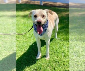 Maddy - Female Labrador Retriever-Unknown Mix Dog for Adoption - Photo #14