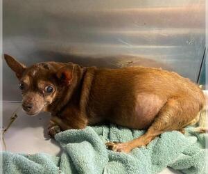 Chihuahua Dogs for adoption in San Antonio, TX, USA