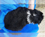 Small Photo #4 Miniature Australian Shepherd Puppy For Sale in HILLIARD, OH, USA