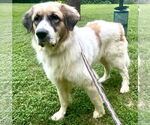 Small #2 Great Pyrenees