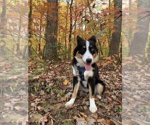 Mother of the Australian Shepherd puppies born on 02/16/2022