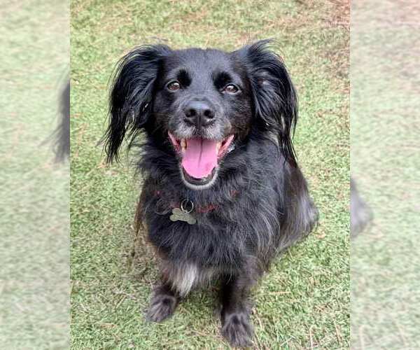 Medium Photo #6 Colonial Cocker Spaniel-Retriever  Mix Puppy For Sale in Kennesaw, GA, USA
