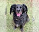 Small #5 Colonial Cocker Spaniel-Retriever  Mix