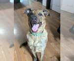 Small Photo #1  Puppy For Sale in , 