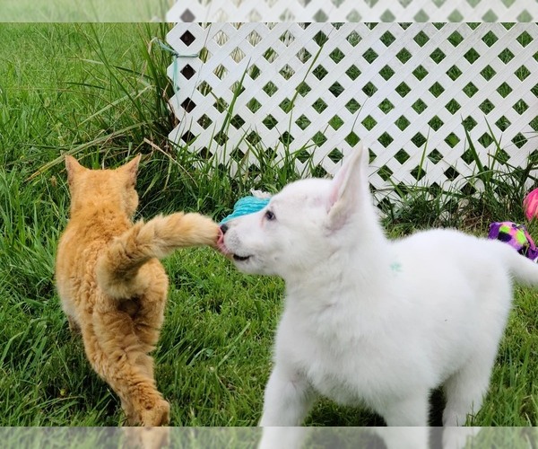 Medium Photo #18 German Shepherd Dog Puppy For Sale in CECILIA, KY, USA