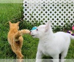 Small Photo #18 German Shepherd Dog Puppy For Sale in CECILIA, KY, USA