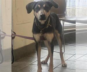 Labrador Retriever-Unknown Mix Dogs for adoption in San Antonio, TX, USA