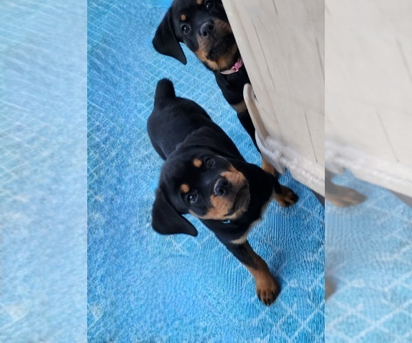 Medium Photo #20 Rottweiler Puppy For Sale in DES MOINES, IA, USA