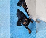 Small Photo #20 Rottweiler Puppy For Sale in DES MOINES, IA, USA