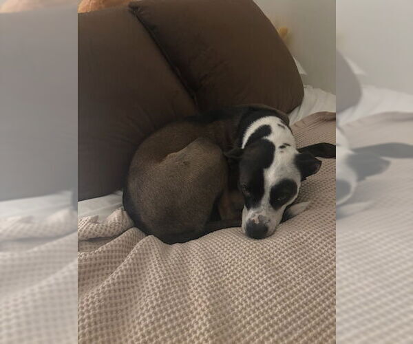 Medium Photo #6 Mutt Puppy For Sale in Fort Collins, CO, USA